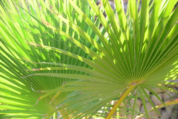Palmiye Yaprağının Görünümünü Kapat — Stok fotoğraf