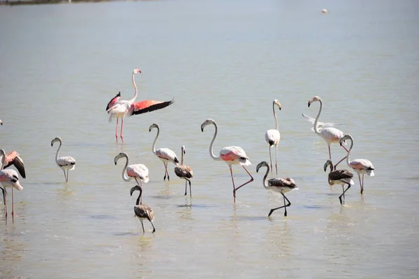 Vue Panoramique Des Flamants Roses Majestueux Nature — Photo