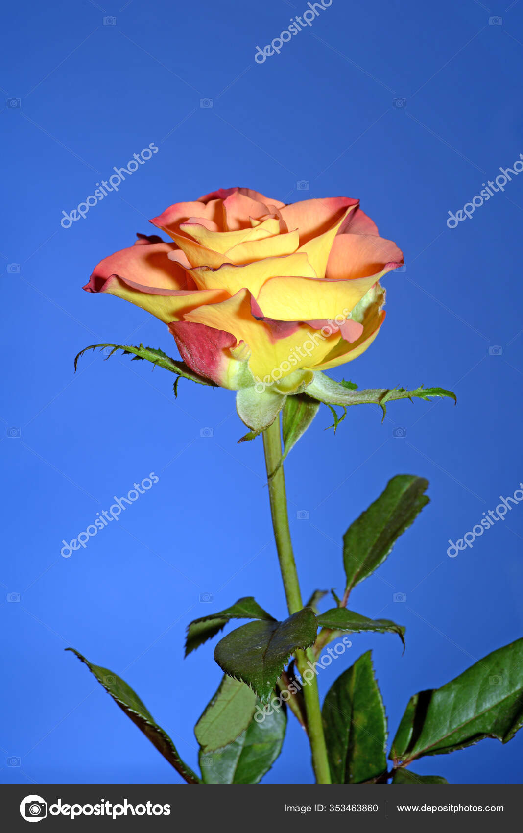 Rose Flower Flower Single One Orange Red Yellow Yellow Orange — Stock Photo  © PantherMediaSeller #353463860, image size:1068x1700