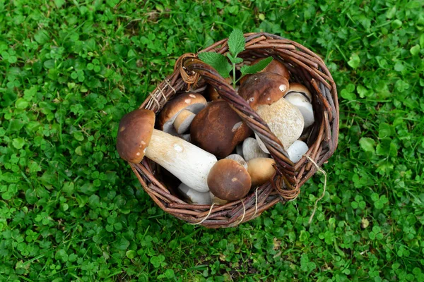 Cogumelos Porcini Uma Cesta Floresta — Fotografia de Stock
