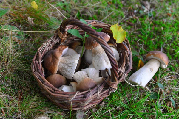 Cogumelos Porcini Uma Cesta Floresta — Fotografia de Stock