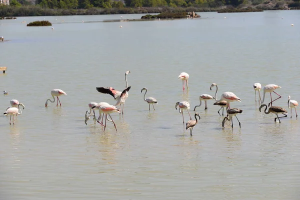 Festői Kilátás Fenséges Flamingók Természetben — Stock Fotó