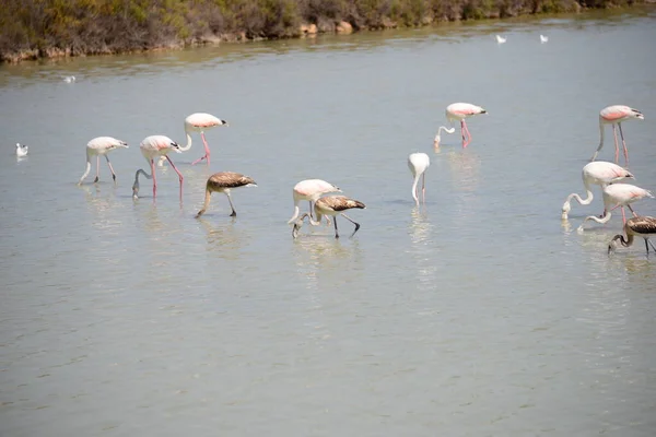 Malerischer Blick Auf Majestätische Flamingos Der Natur — Stockfoto