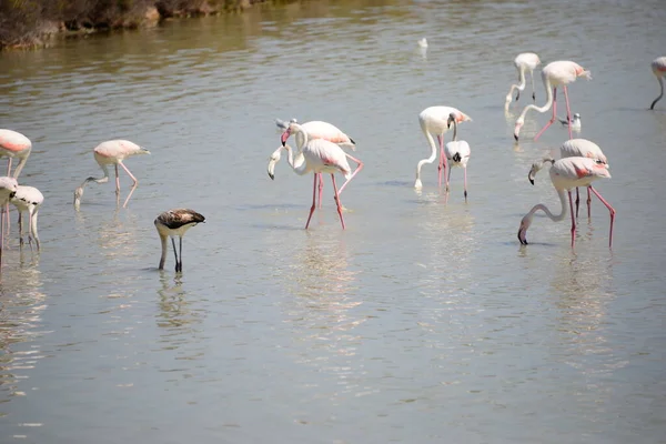 Vista Panorámica Majestuosos Flamencos Naturaleza — Foto de Stock