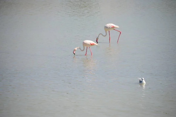 Malerischer Blick Auf Majestätische Flamingos Der Natur — Stockfoto