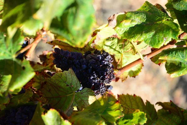 Vinha Agricultura Árvores Uva — Fotografia de Stock