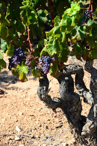 Agriculture Vignoble Vignes — Photo