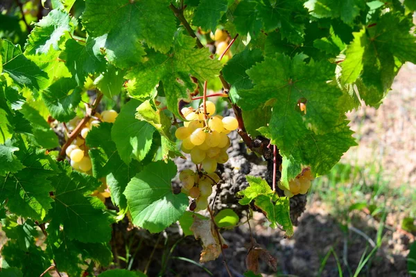 Costa Blanca Wine Reben Španělsko — Stock fotografie