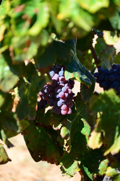 Racimos Uva Árbol Frutas — Foto de Stock