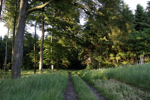 Beukenbos Het Voorjaar — Stockfoto