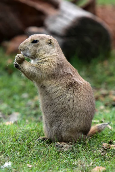 Präriehundar Vilda Djur Släktet Cynomys Hamster — Stockfoto