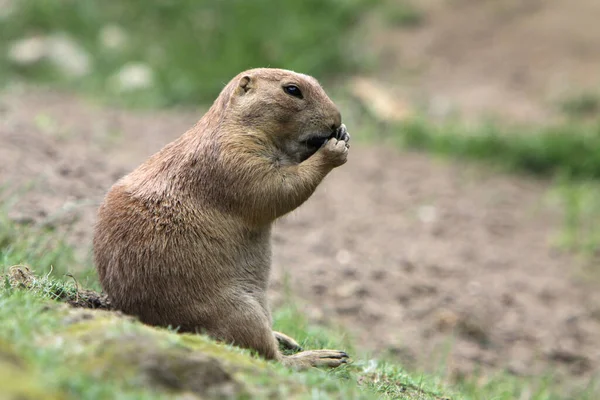 Chien Prairie Animaux Sauvages Genre Cynomys Hamster — Photo