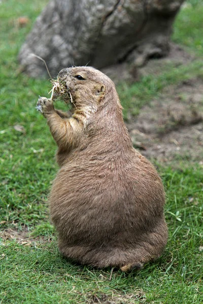 Präriehundar Vilda Djur Släktet Cynomys Hamster — Stockfoto