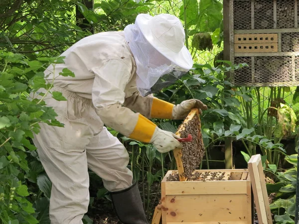 Beekeeper Protective Clothing Work — Stock Photo, Image