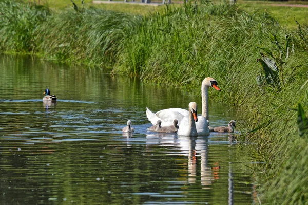 Uma Família Cisnes Com Tuas Crias — Fotografia de Stock