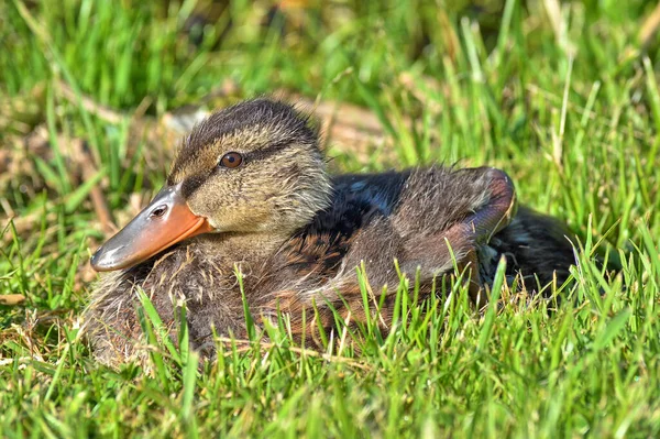 Bruna Anka Äng — Stockfoto