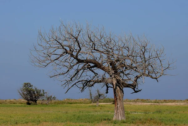 Eenzame Boom Het Veld — Stockfoto