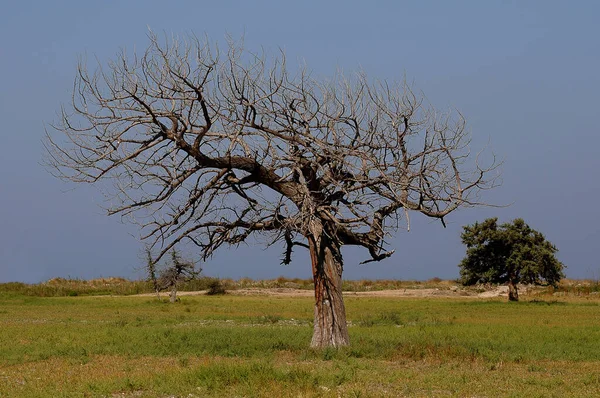 Árbol Solitario Campo —  Fotos de Stock