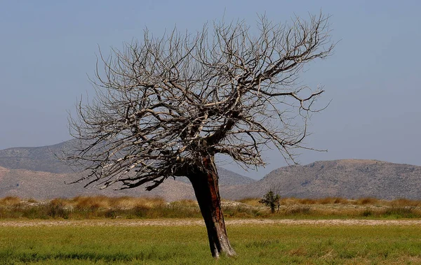 Árbol Solitario Desierto —  Fotos de Stock