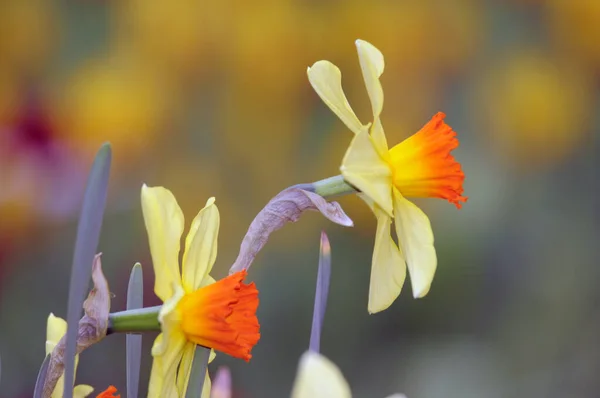 Campana Pascua Campanas Pascua Narcisos Narcisos Flor Flores Flores Jardín —  Fotos de Stock