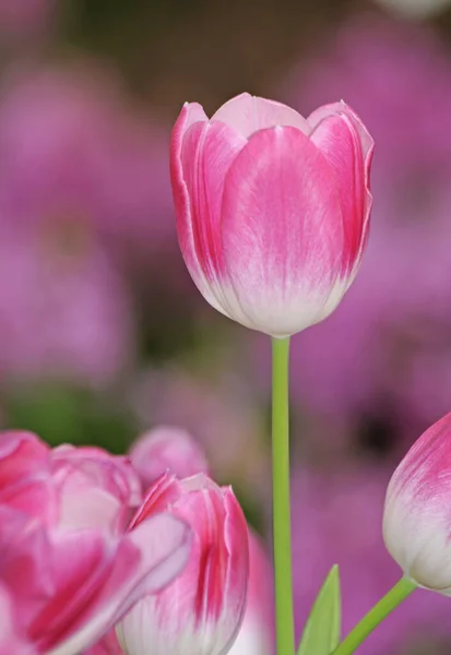 Tulips Tulip Tulip Meadow Flower Flowers Pink Pink Flower Meadow — Stock Photo, Image