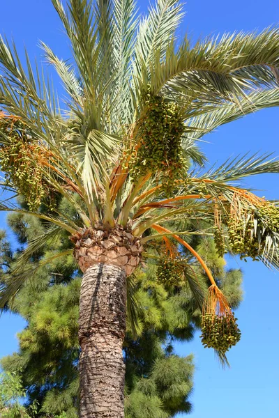 Real Date Palm Tropical Plant — Stock Photo, Image