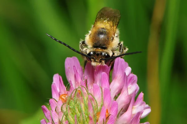 Бджола Квітці — стокове фото