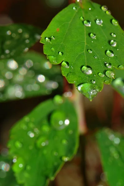 Perle Acqua Sulla Foglia — Foto Stock