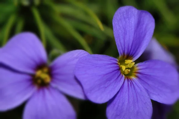 Belles Fleurs Concept Floral Fond Nature — Photo