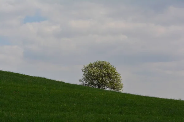 Bloeiende Appelboom Het Weitje — Stockfoto