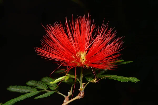 Zomerbloemblaadjes Flora — Stockfoto