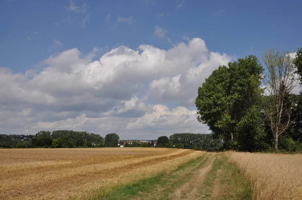 Fields Away Feldweg Dietzenbach Field Meadow Kültürel Manzara Hesse Almanya — Stok fotoğraf