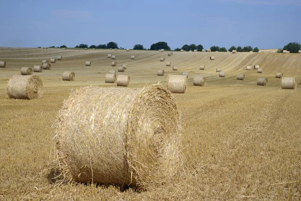 Bales Cereal Field Field Harvest Cereal Straw Straw Bales Landscape — Stock Photo, Image