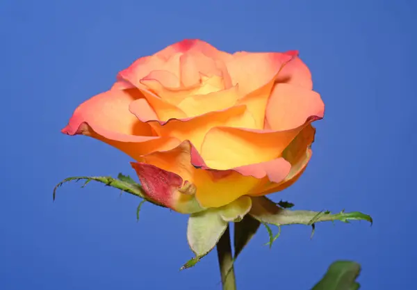 Róża Kwiat Kwiat Pojedynczy Jeden Pomarańczowy Czerwony Żółty Żółto Pomarańczowy — Zdjęcie stockowe