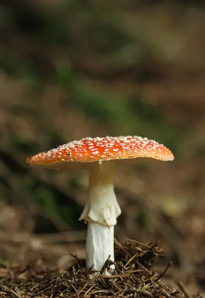 Zavřít Pohled Mušku Agarickou Lese — Stock fotografie