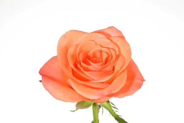Rosa Flor Flor Solo Uno Color Salmón Rosa Naranja Fondo —  Fotos de Stock