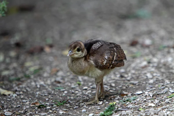 Brun Petit Paon Poussin — Photo