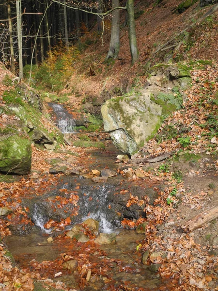 Bach Autumn Foliage Autumn Foliage Autumnal Leaf Leaves Colorful Forest — 스톡 사진