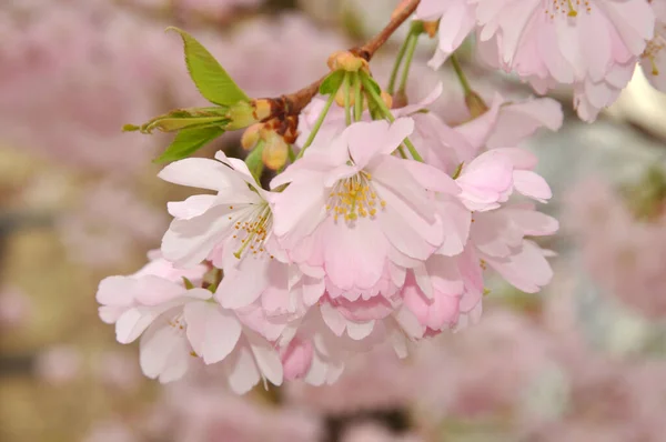 Cherry Cherry Cherry Prunus Blossom Flowers Flower Flowers Cherry Tree — Stock Photo, Image