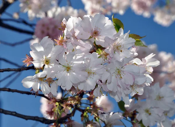 Cerisier Fleurs Cerisier Prunus Fleurs Fleurs Fleurs Cerisier Rose Printemps — Photo