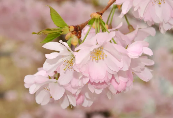 Cherry Cherry Cherry Prunus Blossom Flowers Flower Flowers Cherry Tree — Stock Photo, Image