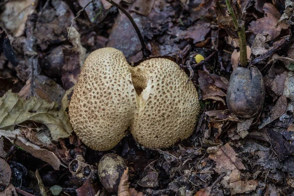 Essbarer Pilz Auf Waldboden — Stockfoto