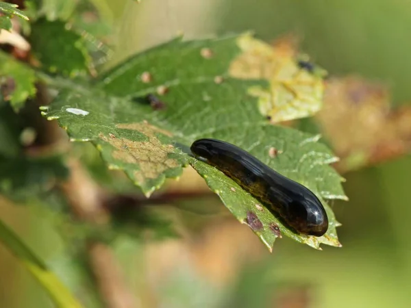 Enguia Larva Wepe Preto Cereja Folha Caliroa Cerasi — Fotografia de Stock