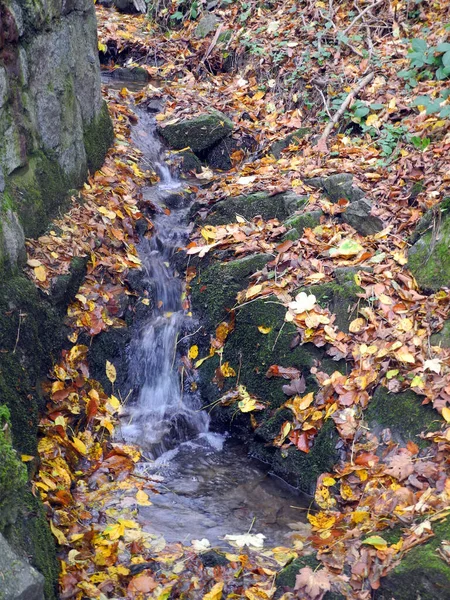 Bach Herfstblad Herfst Gebladerte Herfst Blad Bladeren Kleurrijk Bos Bosbodem — Stockfoto