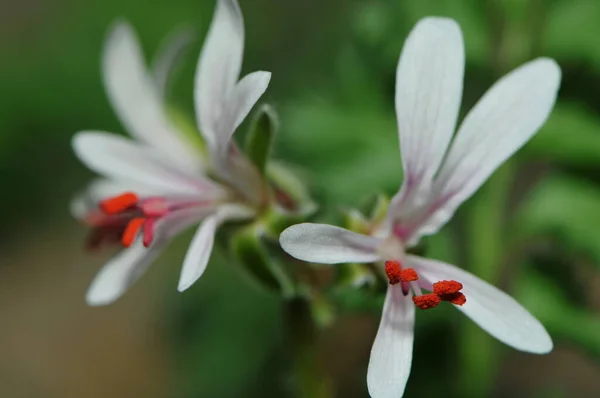 Pétales Fleurs Blanches Flore Dans Nature — Photo