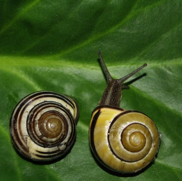 Deux Escargots Nuit — Photo