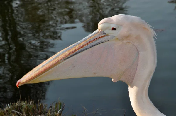 Scenic View Pelican Bird Wild Life — Stock Photo, Image