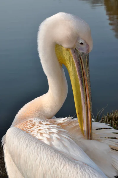 野生生物におけるペリカン鳥の景観 — ストック写真