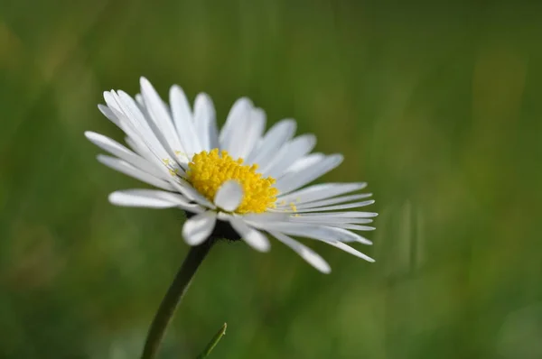 Daisy Blomma Blommor Äng Blomsteräng Blomma Blommor Naturliga Bellis Perennis — Stockfoto