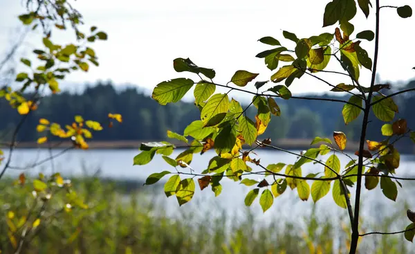 Close Folhas Com Lago Fundo — Fotografia de Stock